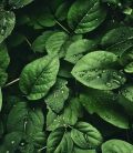 Plante verzi